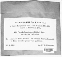 Pannaria lanuginosa image